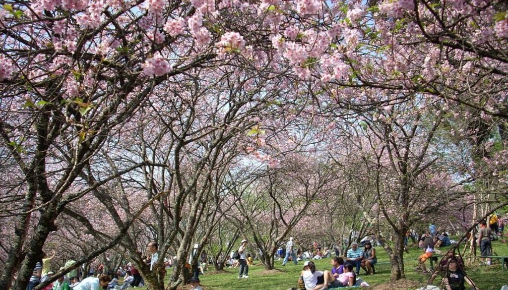 O segundo maior bosque de cerejeiras do mundo fora do Japão está localizado no Parque do Carmo, na Zona Leste de São Paulo. Crédito: Divulgação.