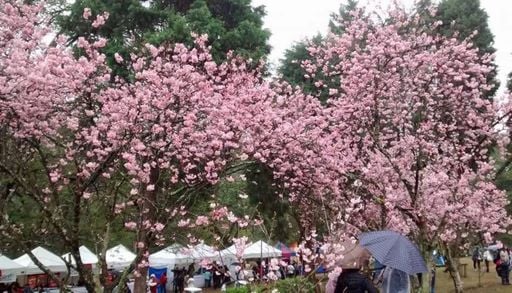 O segundo maior bosque de cerejeiras fora do Jap&atilde;o fica em SP e ter&aacute; festival gratuito em julho