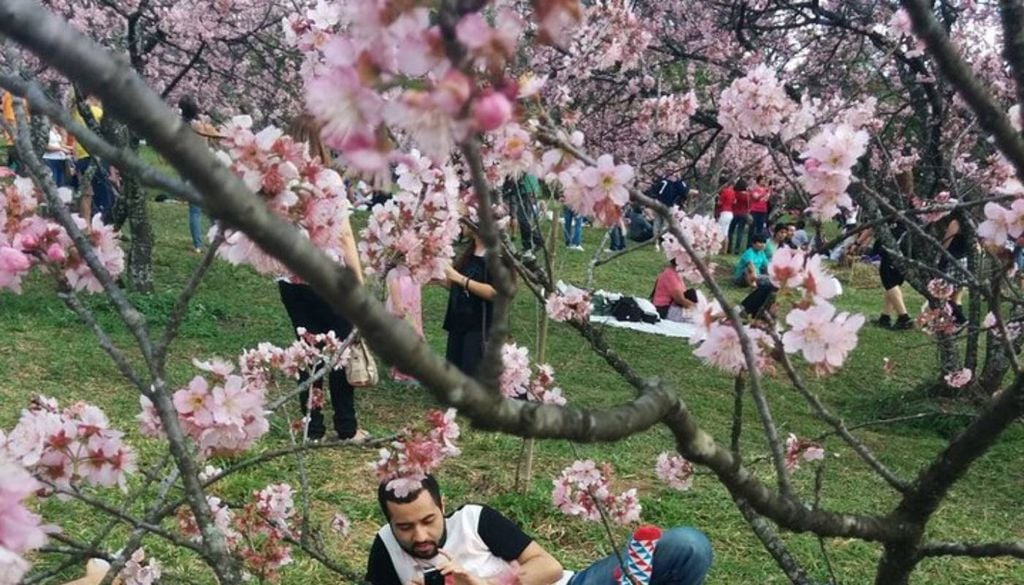 A Festa das Cerejeiras no Parque do Carmo atrai milhares de visitantes durante a tradicional celebração anual do Hanami (a contemplação das flores). Crédito: Divulgação.
