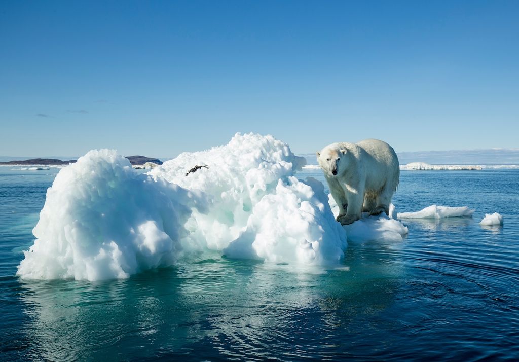 oso polar sobre un pequeño témpano de hielo