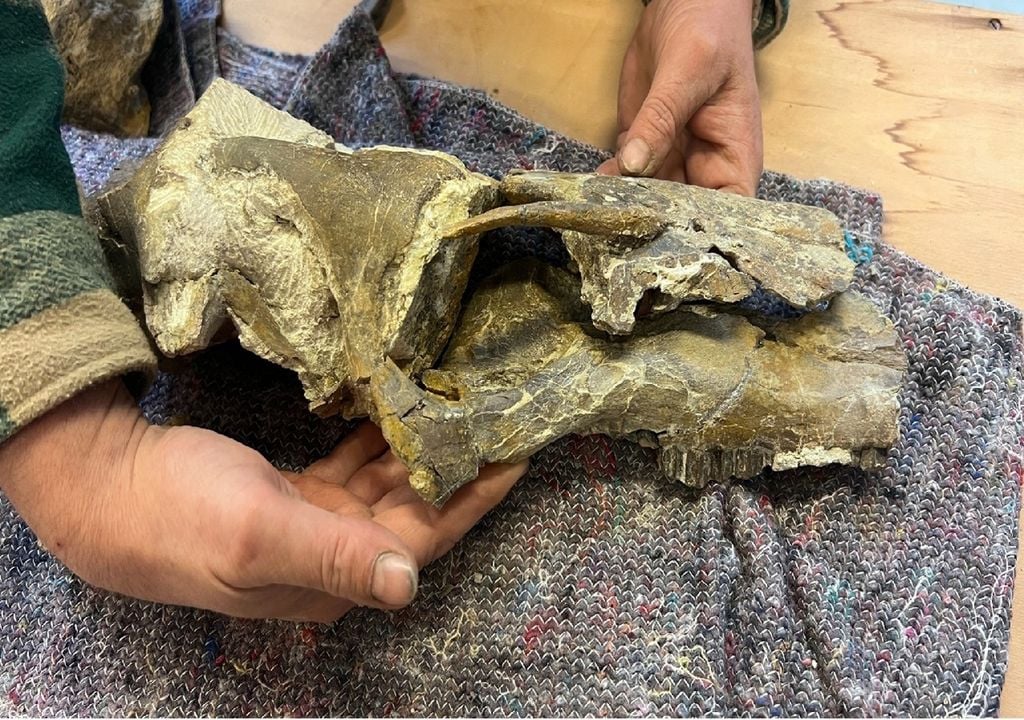 crânio do dinossauro Cariocecus bocagei crânio do dinossauro Cariocecus bocagei