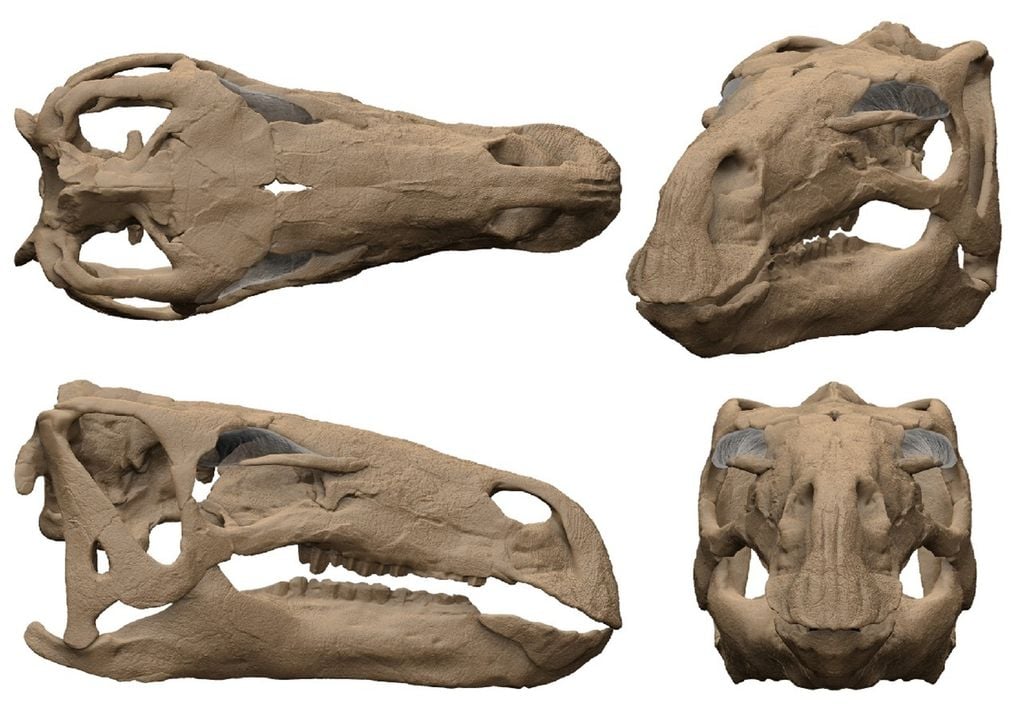 Modelo 3D de crânio do dinossauro Cariocecus bocagei Modelo 3D de crânio do dinossauro Cariocecus bocagei