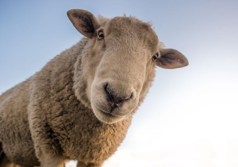 O sexto sentido dos animais: um sistema de alerta para terremotos? O sexto sentido dos animais: um sistema de alerta para terremotos?