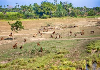 O sobrepastoreio está a ameaçar as terras secas a nível global