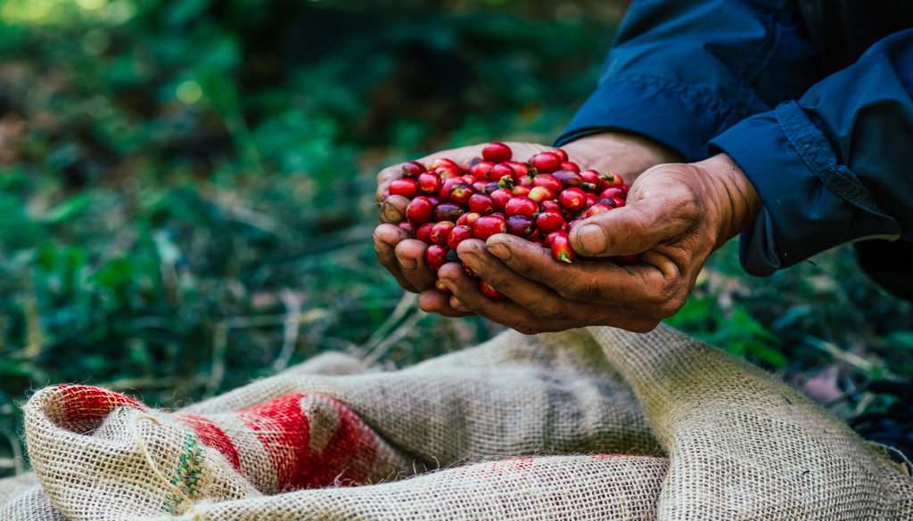 Na comunidade de Munduk, em Bali, os residentes organizam limpezas mensais ao longo do leito do rio e das cinco cascatas para além da prática da agricultura.