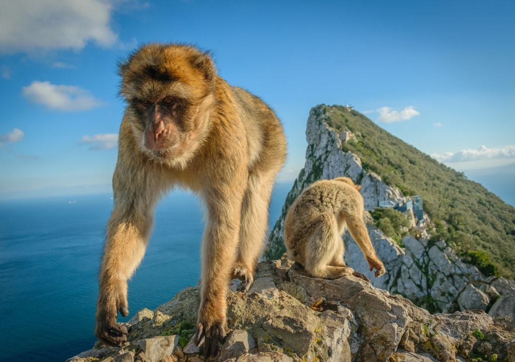 Mono de Berbería, Gibraltar