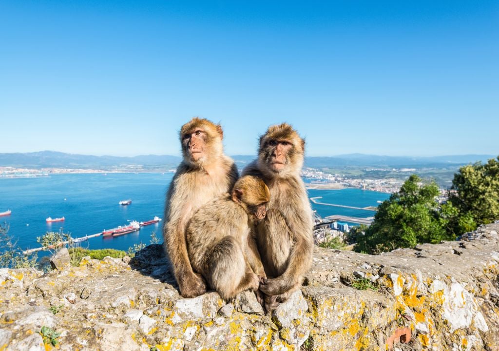 macacos de gibraltar