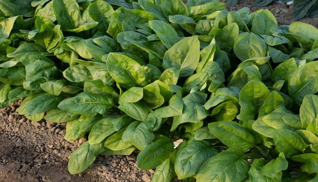 Espinafre Em setembro, o espinafre encontra nas temperaturas mais amenas condições favoráveis para crescer e encher de verde as hortas portuguesas.