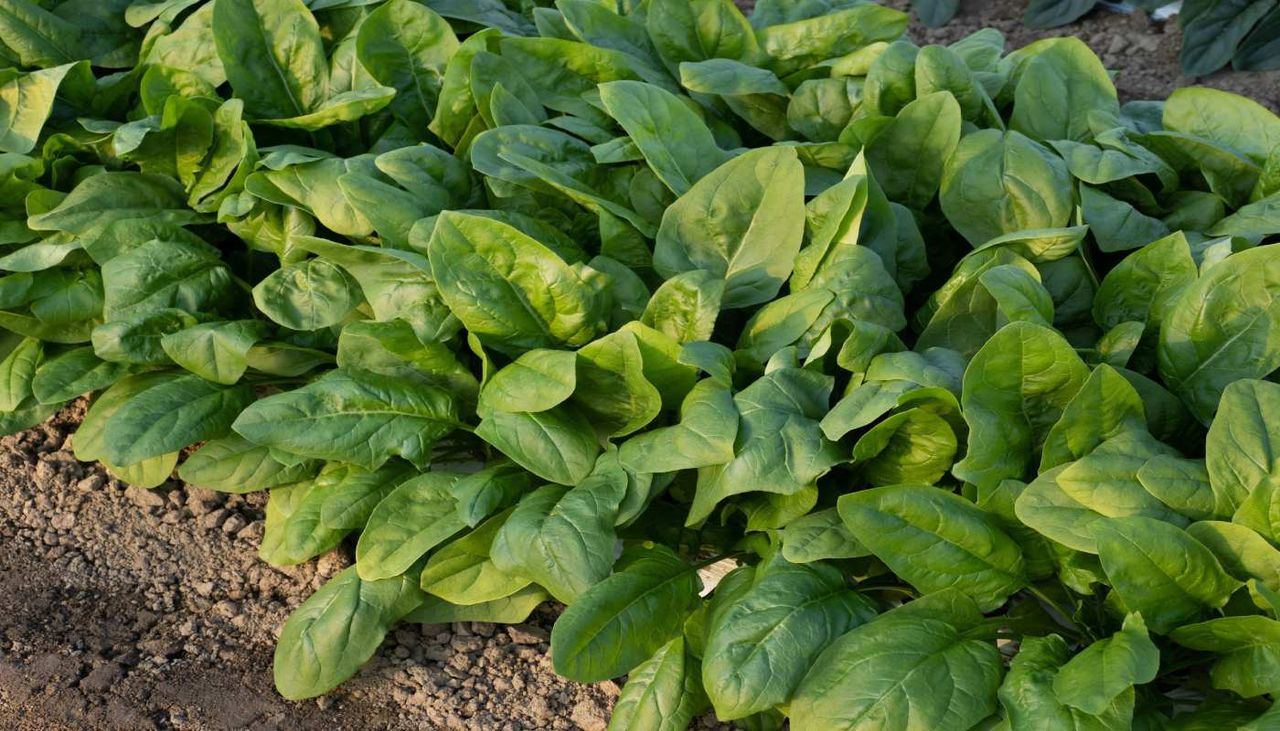 Em setembro, o espinafre encontra nas temperaturas mais amenas condições favoráveis para crescer e encher de verde as hortas portuguesas.
