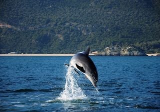 Observação de golfinhos na entrada do estuário do Sado proibida em agosto
