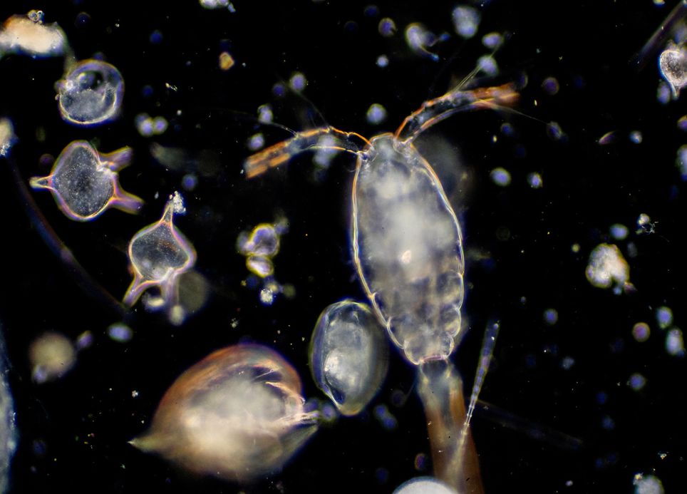 Movimento oceânico do plâncton
