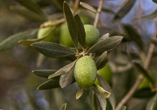 Obstbäume zu Hause veredeln: Eine Schritt-für-Schritt-Anleitung