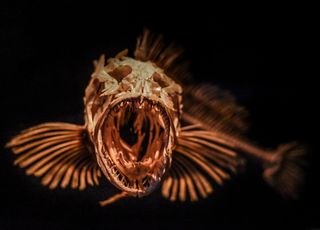 Océano Índico: ¡imágenes de nuevas criaturas increíbles descubiertas!