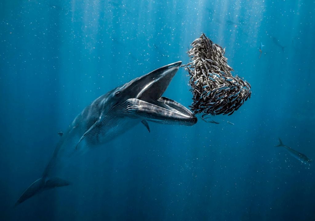 A Bryde’s whale takes a bite. Copyright: Rafael Fernandez Caballero