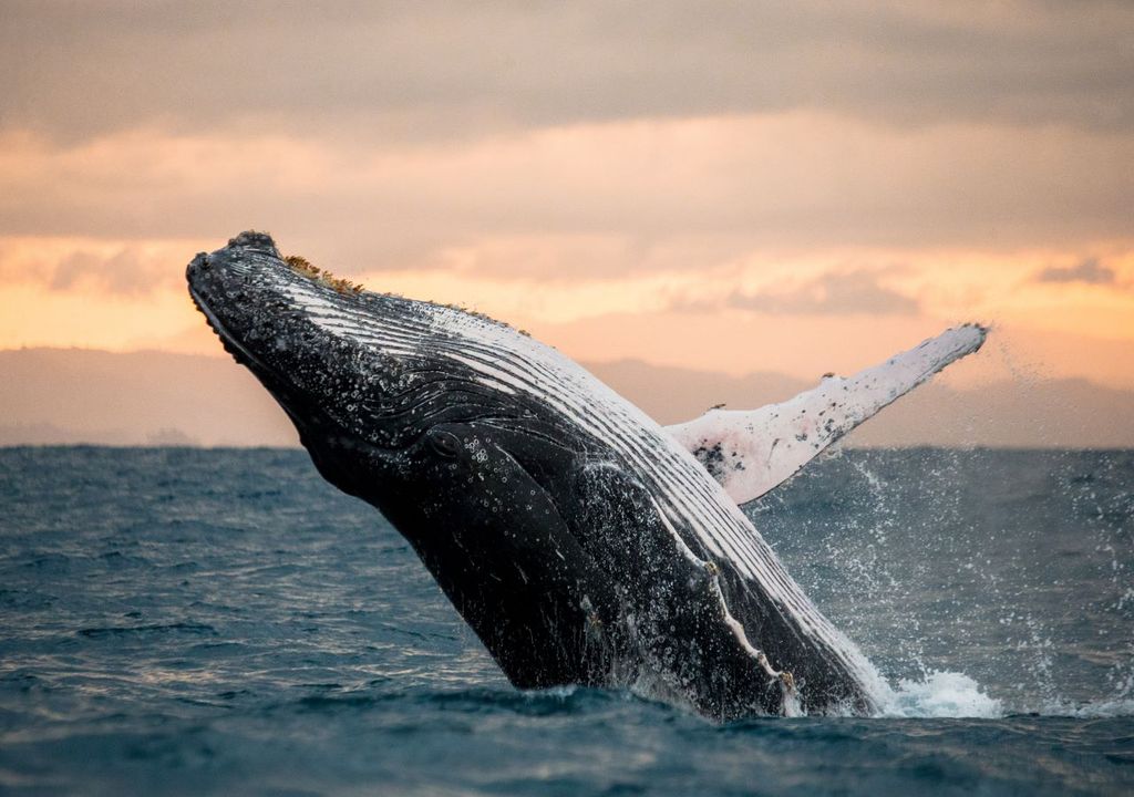 Humpback whales have recovered from near-extinction.