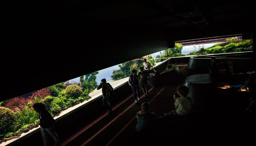 O Oceanário preparou um programa especial para se despedir das “Florestas Submersas”, com a possibilidade de conhecer os bastidores de um ecossistema com mais de dez mil organismos vivos. Foto: Pedro Pina/Oceanário de Lisboa