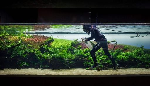 Ocean&aacute;rio de Lisboa encerra ao fim de uma d&eacute;cada a exposi&ccedil;&atilde;o "Florestas Submersas"