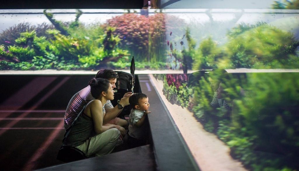 A exposição “Florestas Submersas by Takashi Amano” encerra a 30 de junho, celebrando uma década de inspiração, contemplação e ligação à natureza. Foto: Pedro Pina/Oceanário de Lisboa