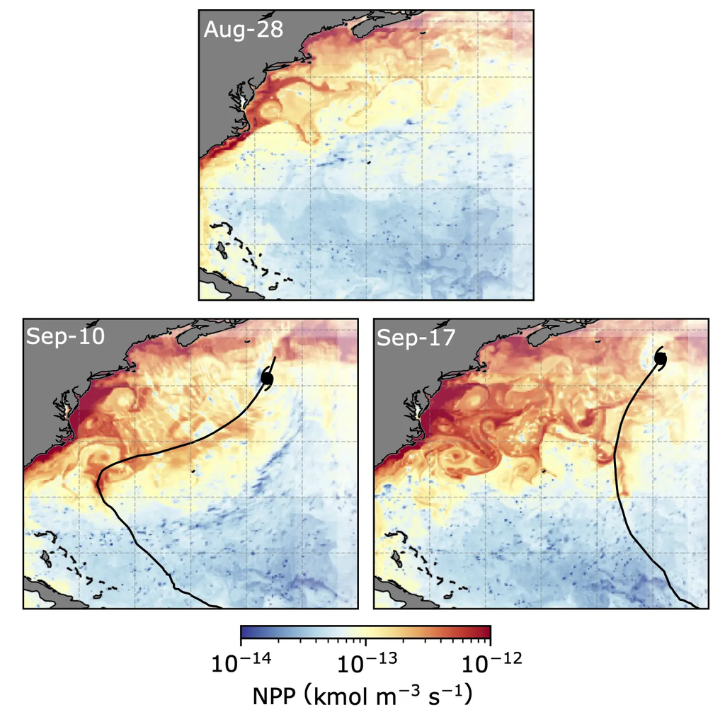 Tres paneles del Atlántico Norte (28 de agosto, 10 de septiembre, 17 de septiembre) con producción primaria neta (NPP) codificada por colores (escala azul-rojo); una trayectoria de huracán negra se curva desde los trópicos hacia el noreste, con finas estructuras de remolinos visibles.Producción primaria neta, es decir, la producción de biomasa, el 28 de agosto, antes de los huracanes en la simulación (línea negra; vórtice negro - posición actual), el 10 de septiembre después del primer huracán y el 17 de septiembre después del segundo. El color rojo indica que se formó más biomasa después de los huracanes. © David Nielsen/MPI-M