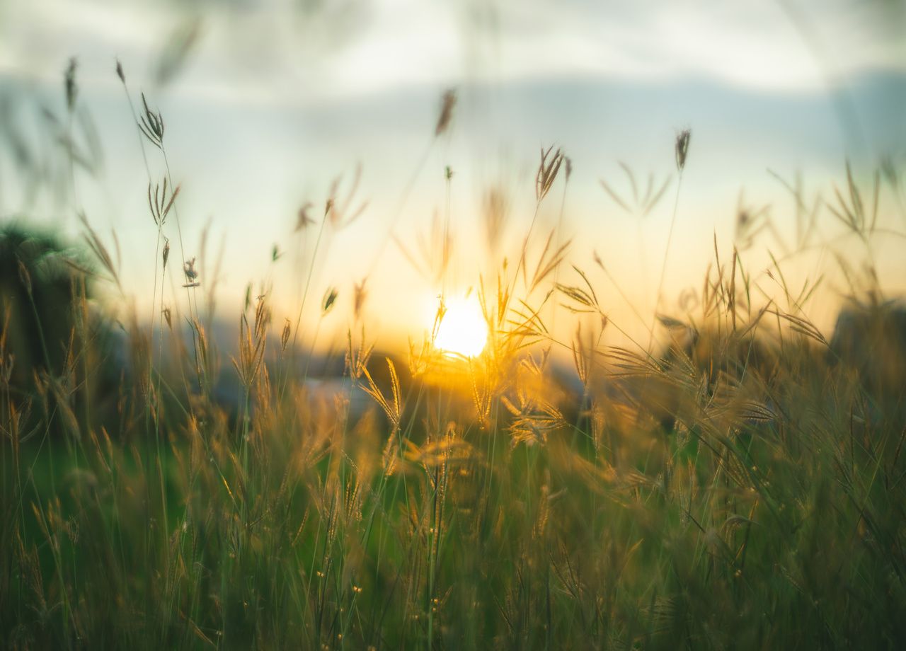 D'après l'Union européenne, 80% des habitats naturels sont dans un mauvais état de conservation, particulièrement les prairies.
