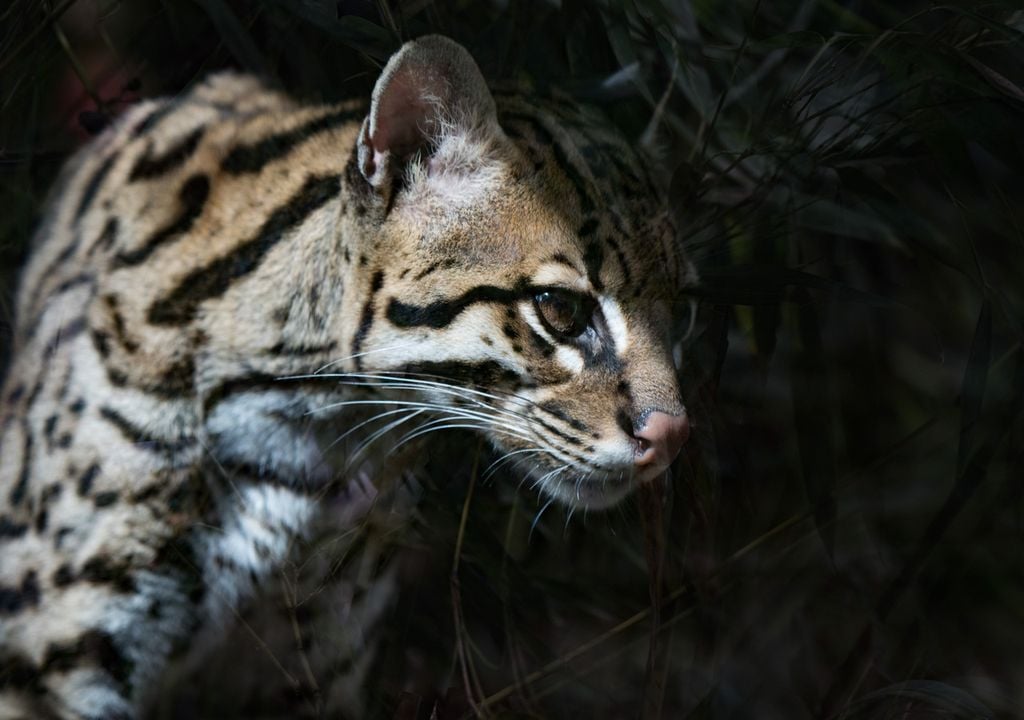 ocelote