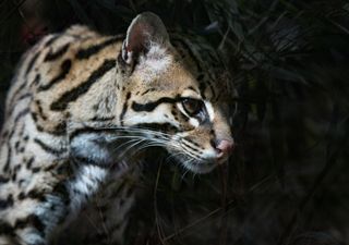 Ocelotes en México: dónde ver al felino sagrado que domina la noche