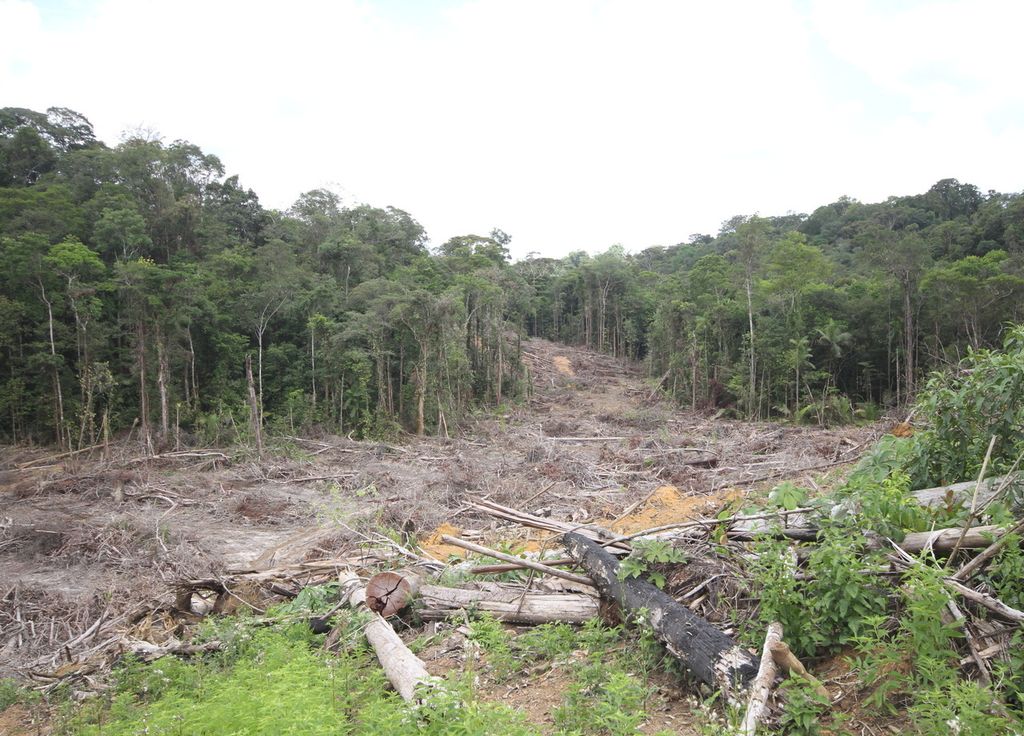 Déforestation Octobre 2022 Amazonie