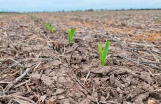 Octubre puede cambiar la campa&ntilde;a agr&iacute;cola: qu&eacute; est&aacute; pasando con el agua y por qu&eacute; las pr&oacute;ximas lluvias ser&aacute;n decisivas