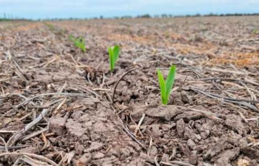 Octubre puede cambiar la campa&ntilde;a agr&iacute;cola: qu&eacute; est&aacute; pasando con el agua y por qu&eacute; las pr&oacute;ximas lluvias ser&aacute;n decisivas