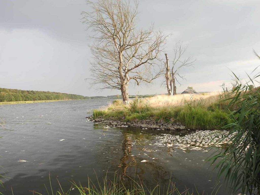 Das Fischsterben in der Oder im Sommer 2022. Das Fischsterben in der Oder im Sommer 2022.