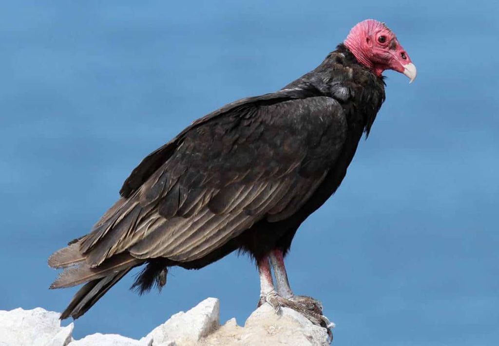 buitre de cabeza roja (Cathartes aura) buitre de cabeza roja (Cathartes aura)