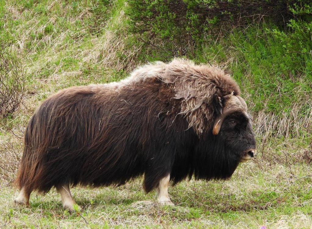 Ovibos moschatus (buey-almizclero) Ovibos moschatus (buey-almizclero)