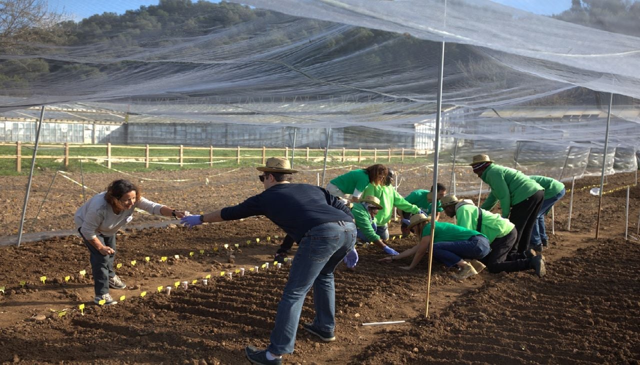 O Oeiras Experimenta mobiliza voluntários no campo para investigar a resistência da produção agrícola às alterações climáticas. Foto: Município de Oeiras
