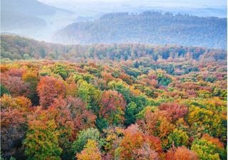 Özdemir's Bundeswaldinventur: Wälder im Wandel – Herausforderung der Kohlenstoffspeicherung und Hoffnung auf Resilienz