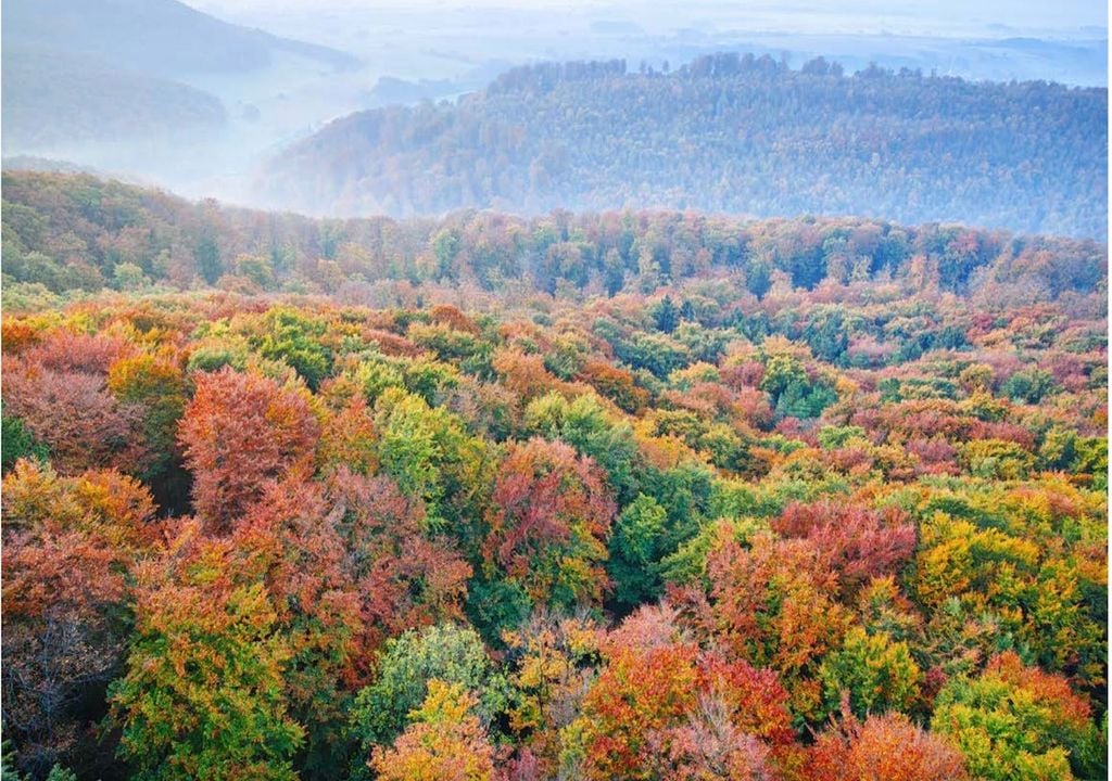 Wald, bäume,