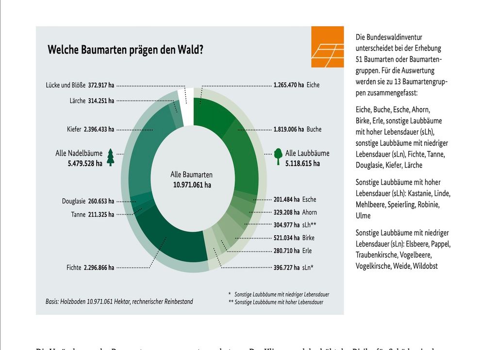 Baumartenzusammensetzung Baumartenzusammensetzung