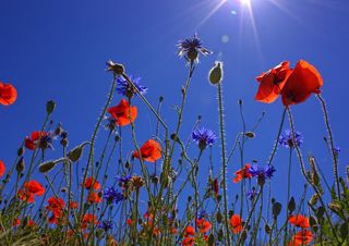 Oggi un assaggio d'estate: caldo e temperature in aumento