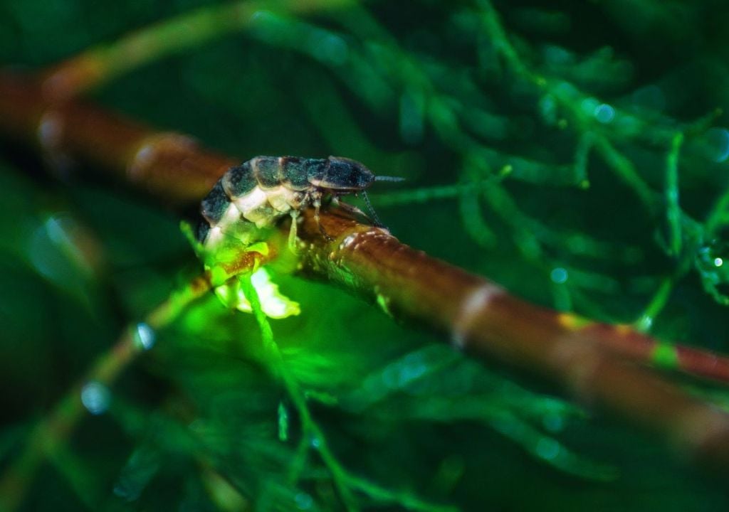 Luci di esseri viventi. Luci di esseri viventi.