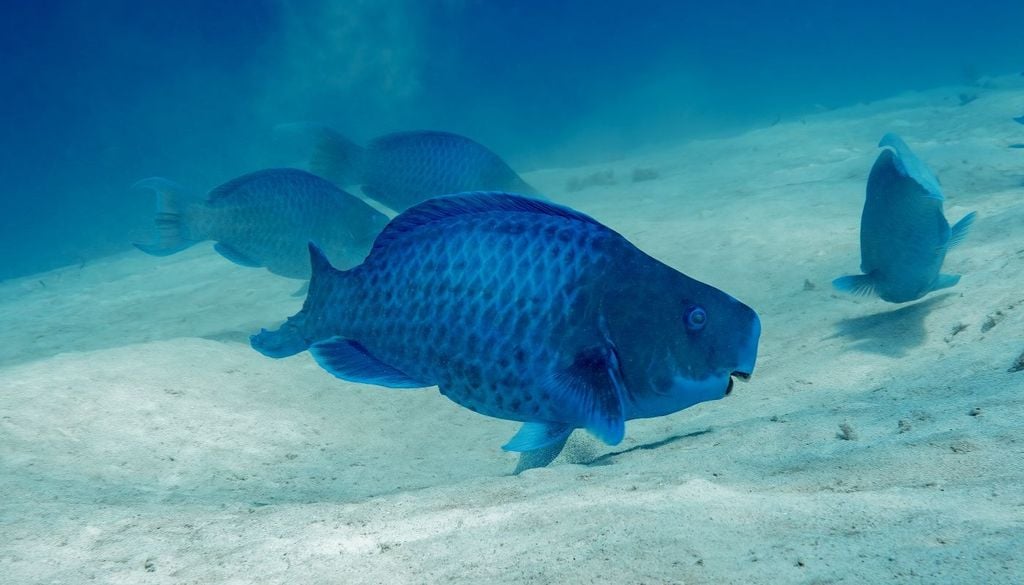 Pesce pappagallo. Un solo pesce pappagallo, con il suo lavoro instancabile, contribuisce in modo decisivo alla creazione di quelle distese bianche che migliaia di persone calpestano ogni giorno.