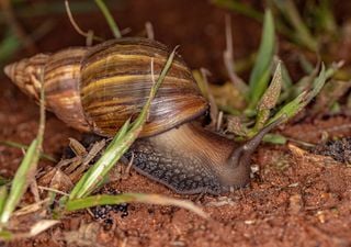 ¡Ojo con este caracol! Alerta en Chile por presencia de una de las especies más dañinas del mundo