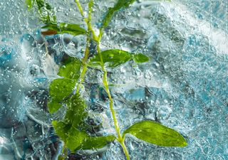 Cómo proteger las plantas de las heladas y el frío, algunos consejos