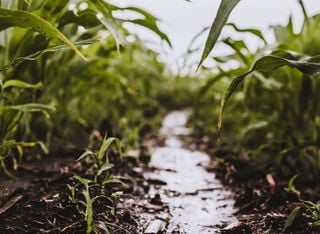 Oktoberregen verspricht ein Jahr voller Segen: Was steckt hinter der alten Bauernregel?