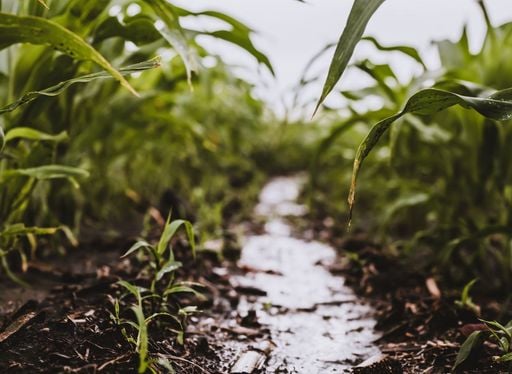 Oktoberregen verspricht ein Jahr voller Segen: Was steckt hinter der alten Bauernregel?