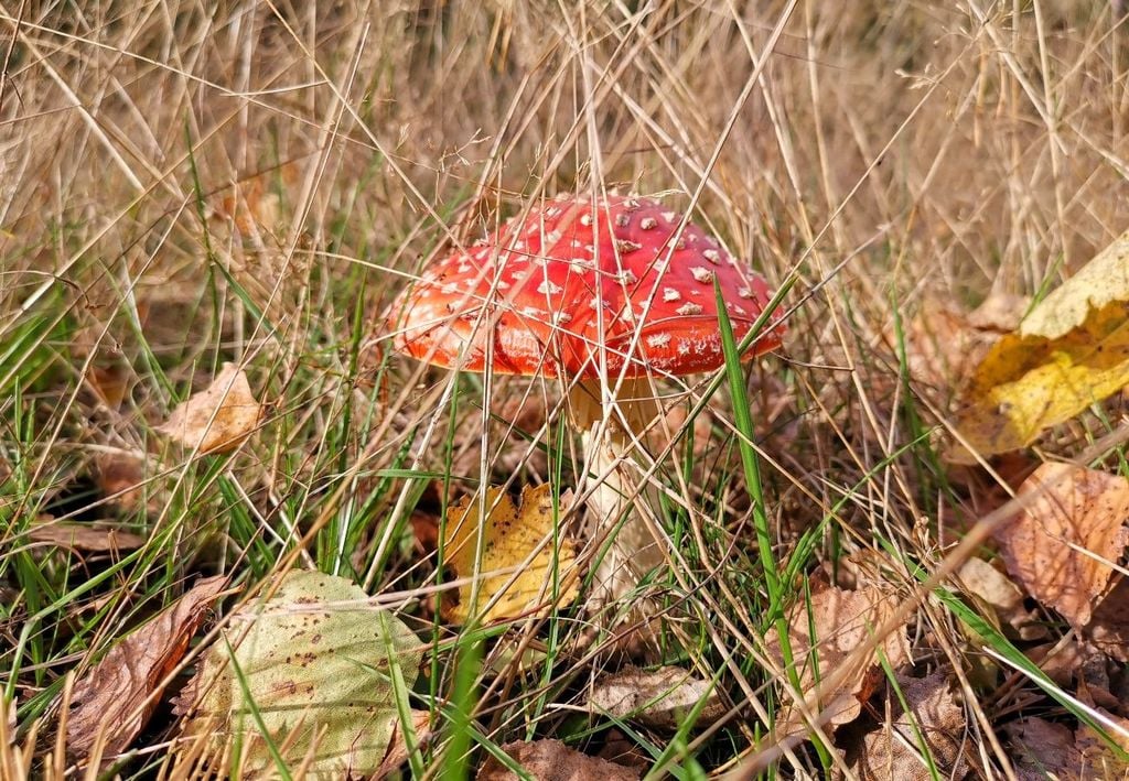 Pilze Regen Wasser Herbst Gerade für das Pilzwachstum ist der Regen auch besonders wichtig. Diese gibt es schließlich überwiegend in der herbstlichen Jahreszeit zu finden © Tobias Röser