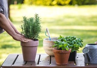 Ola de calor: 5 recomendaciones para proteger a tus plantas de la canícula