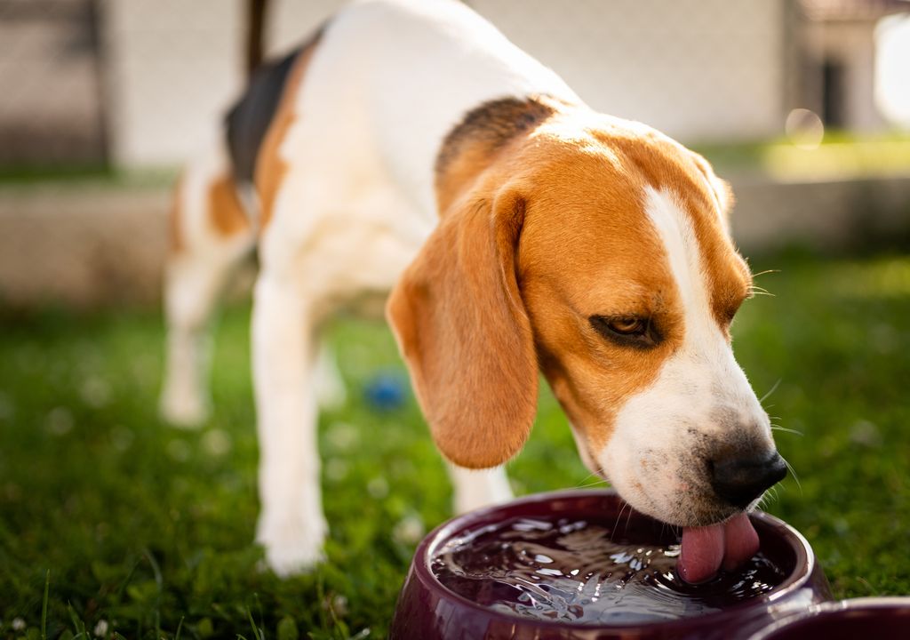 ola de calor altas temperaturas mascotas perros gatos