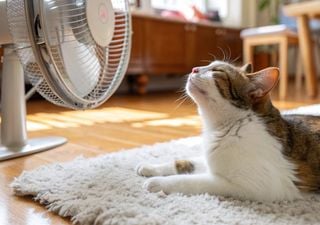 Ola de calor en México: qué deben hacer los adultos mayores, niños y dueños de mascotas para evitar riesgos