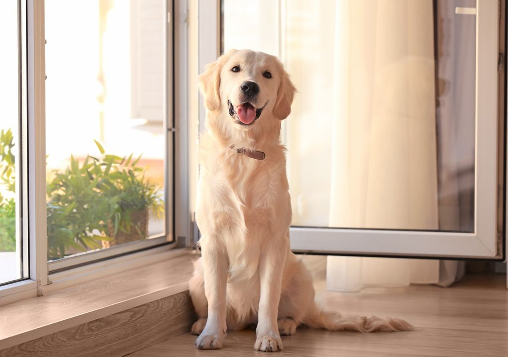 Los perros son más propensos al golpe de calor que los gatos.