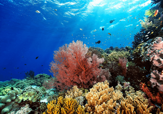 Olas de calor marinas batieron récords de intensidad, duración y extensión en 2023 