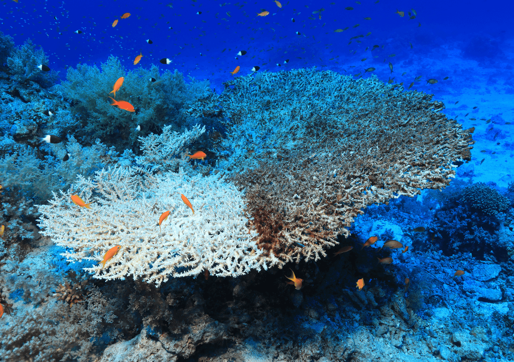 blanqueamiento corales blanqueamiento corales